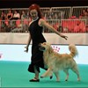 Enci Winner 2018 - - DOG DANCE